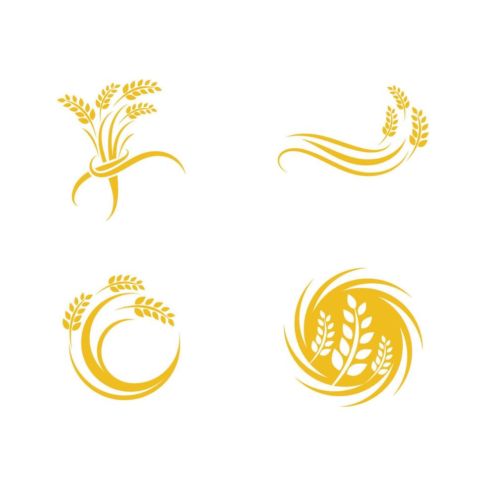 Agriculture wheat vector