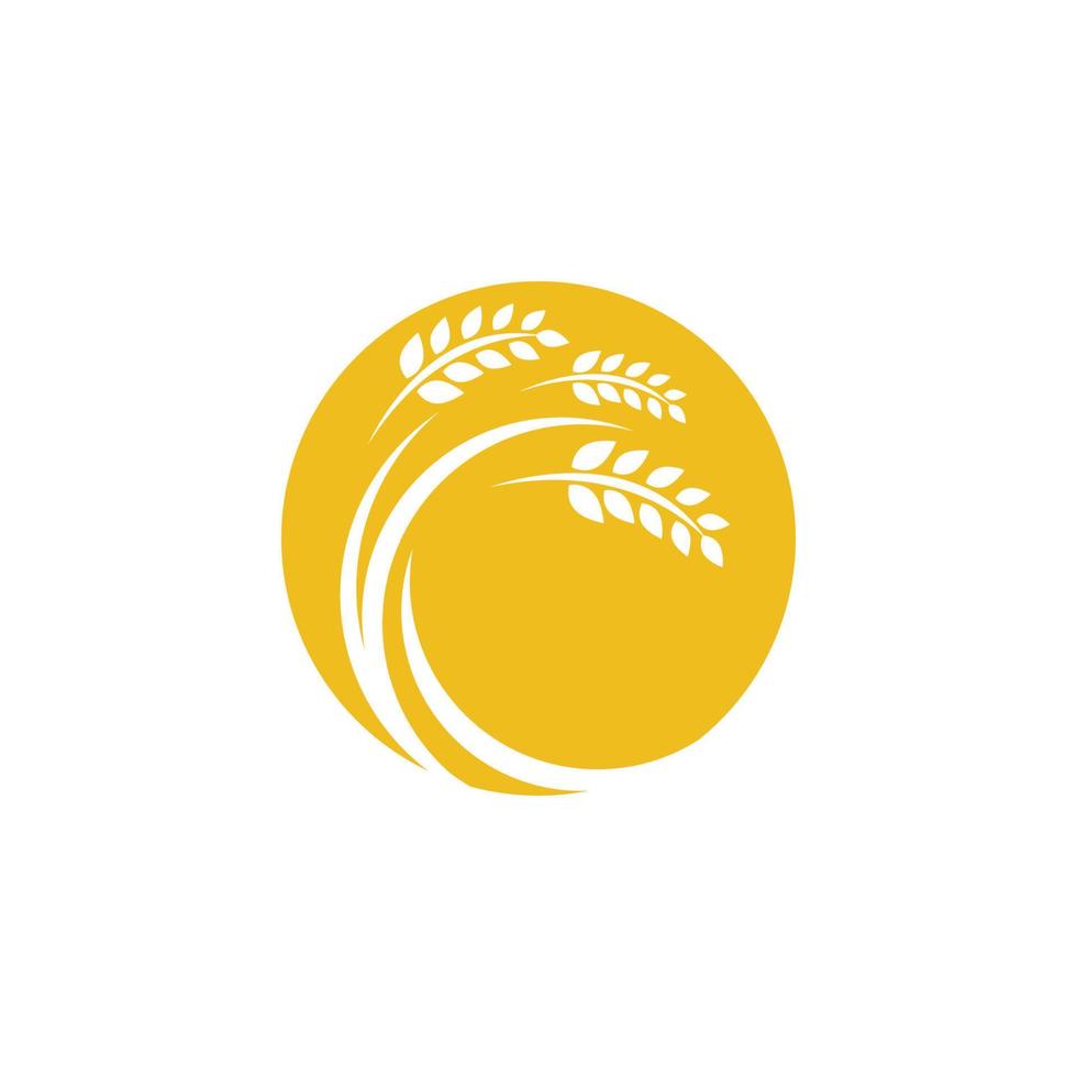 Agriculture wheat vector