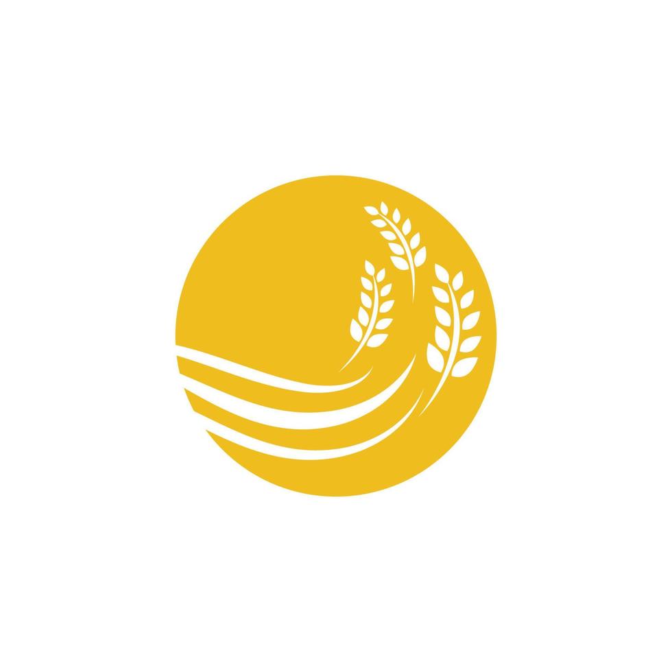 Agriculture wheat vector