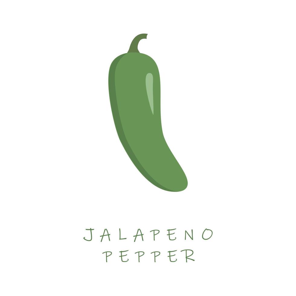 chile jalapeño diseño plano ilustración vectorial.capsicum annuum chile jalapeño vector