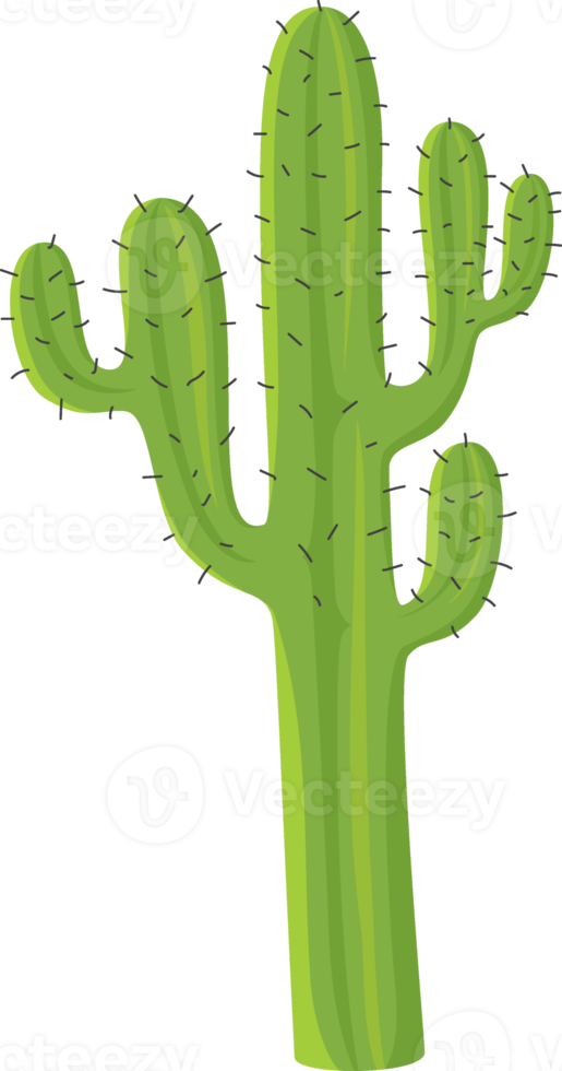 ilustración de cactus verde png