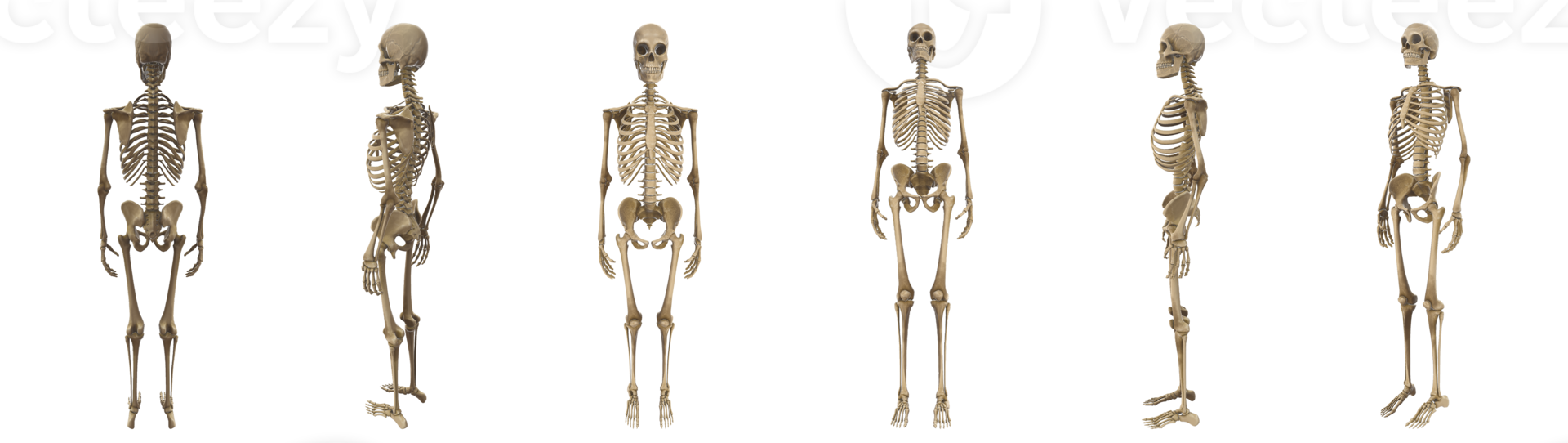 3d human body skeleton in a lot of camera views png