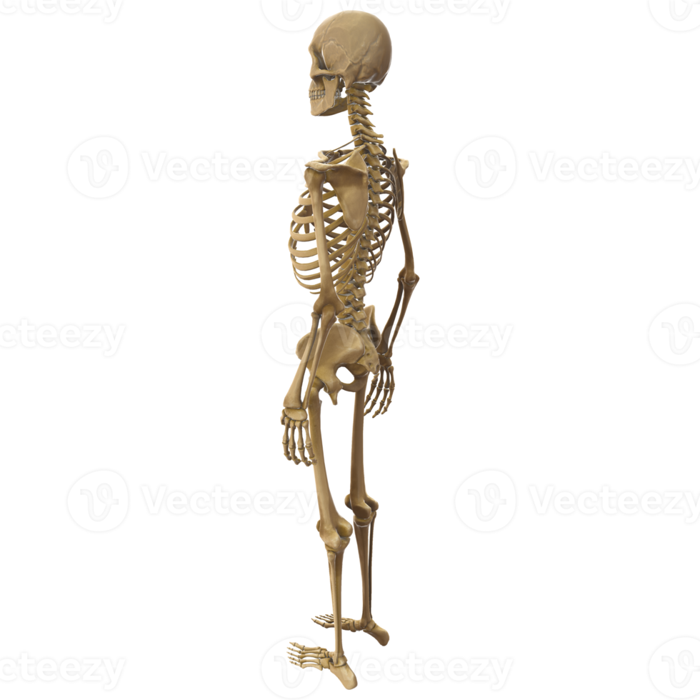 Clean and realistic 3d human body skeleton png