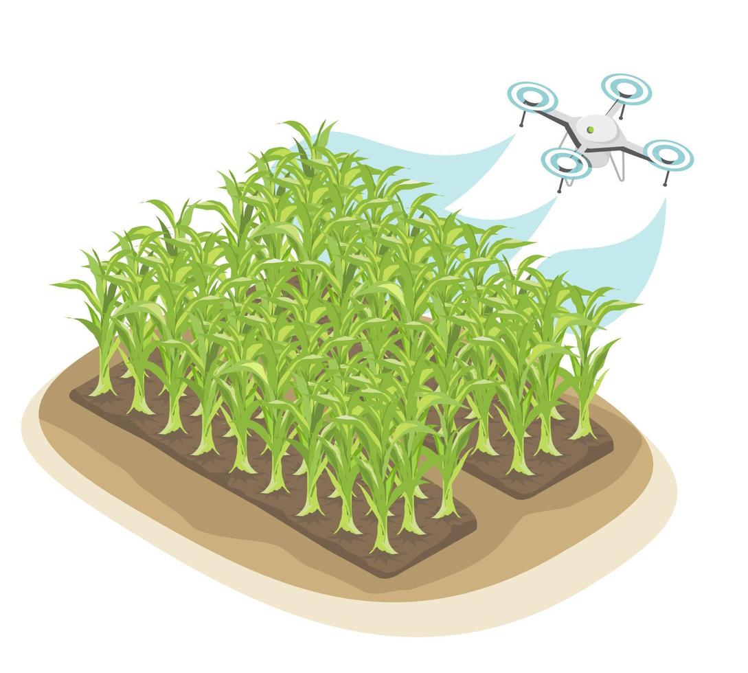 Agricultural Spraying Drone technology for Smart Farming corn symbols graphic isometric isolated vector