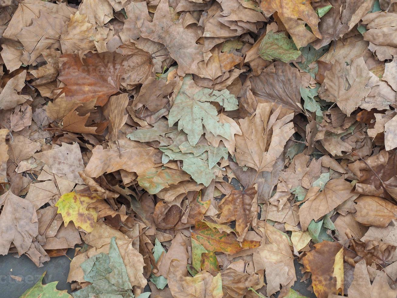 brown leaves texture background photo