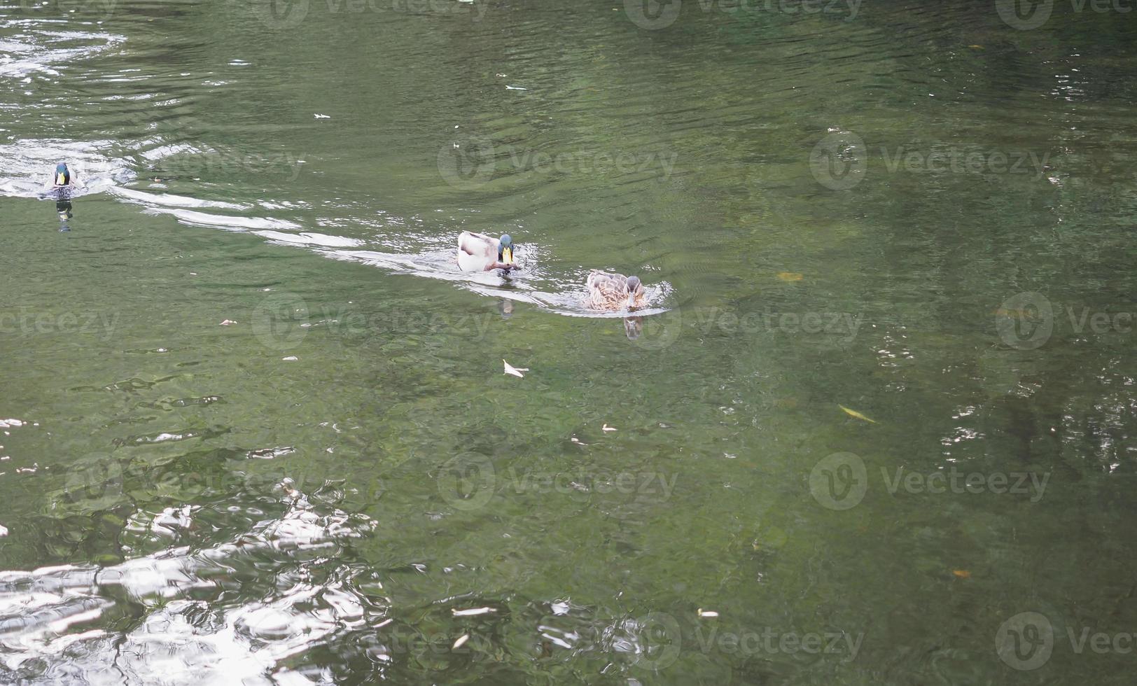 St James's Park in London photo