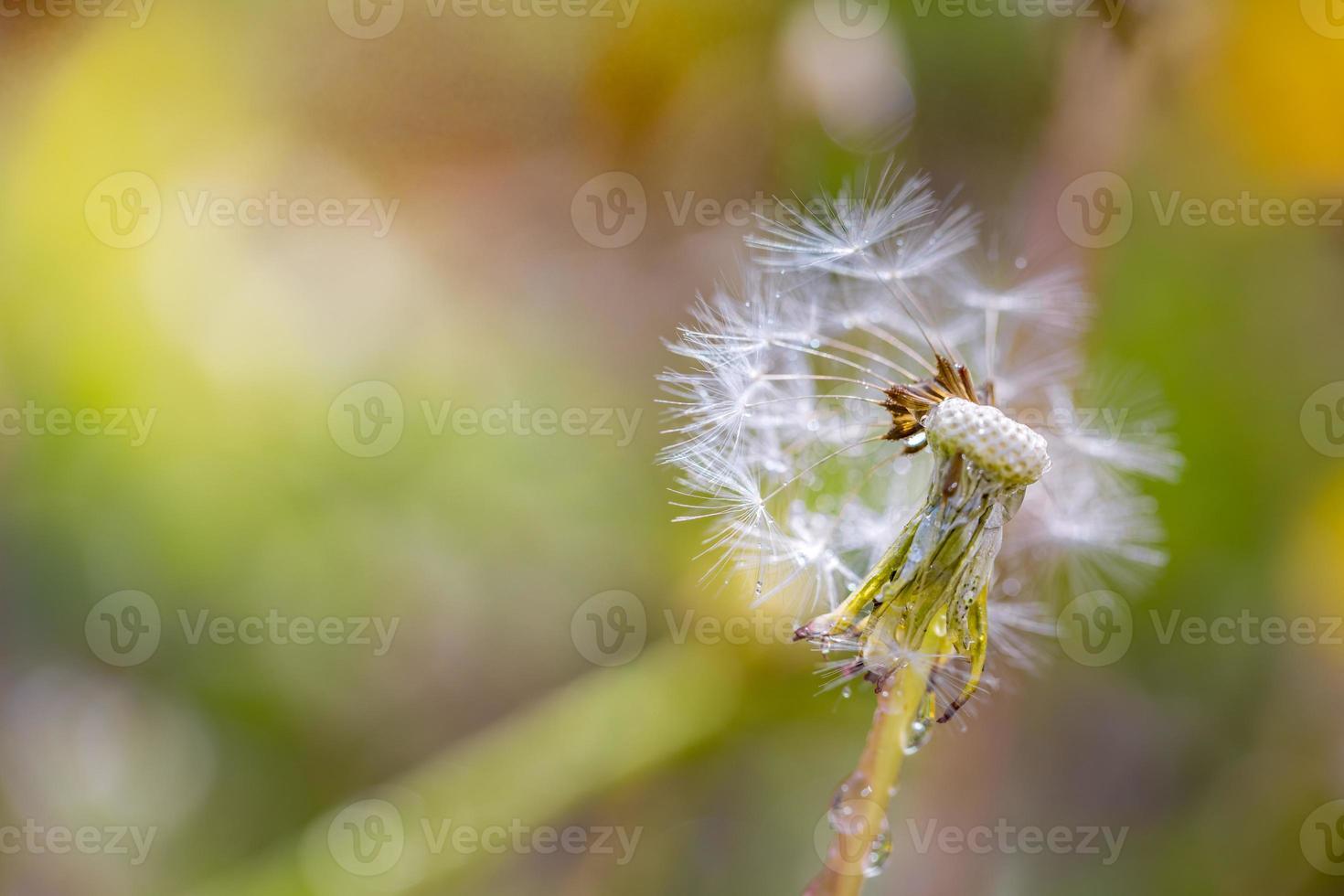 primer plano de flores amarillas de diente de león taraxacum officinale en el jardín en primavera. detalle de dientes de león comunes brillantes en el prado en primavera. utilizado como hierba medicinal e ingrediente alimentario foto