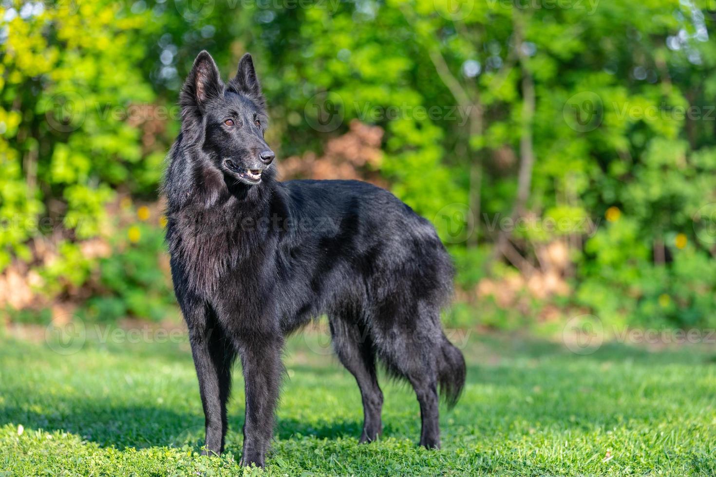 retrato de verano de perro groenendael negro con fondo verde. agilidad de trabajo pastor belga groenendael retrato. hermosa raza de perro joven, sonriente y feliz pastor belga groenendael foto