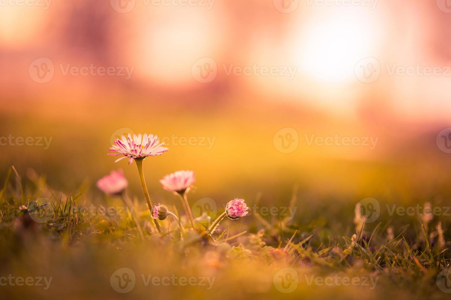 hermoso prado abstracto y flores al atardecer con rayos. increíble primer plano de la naturaleza, concepto inspirador de la naturaleza primavera verano. tonos cálidos en el suelo del bosque, macro de puesta de sol floral, naturaleza artística brillante foto