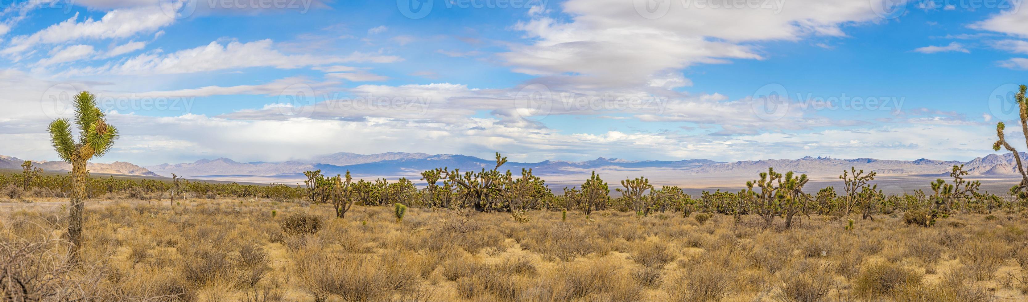 Panoramic image over Southern California desert with cactus trees during daytime photo