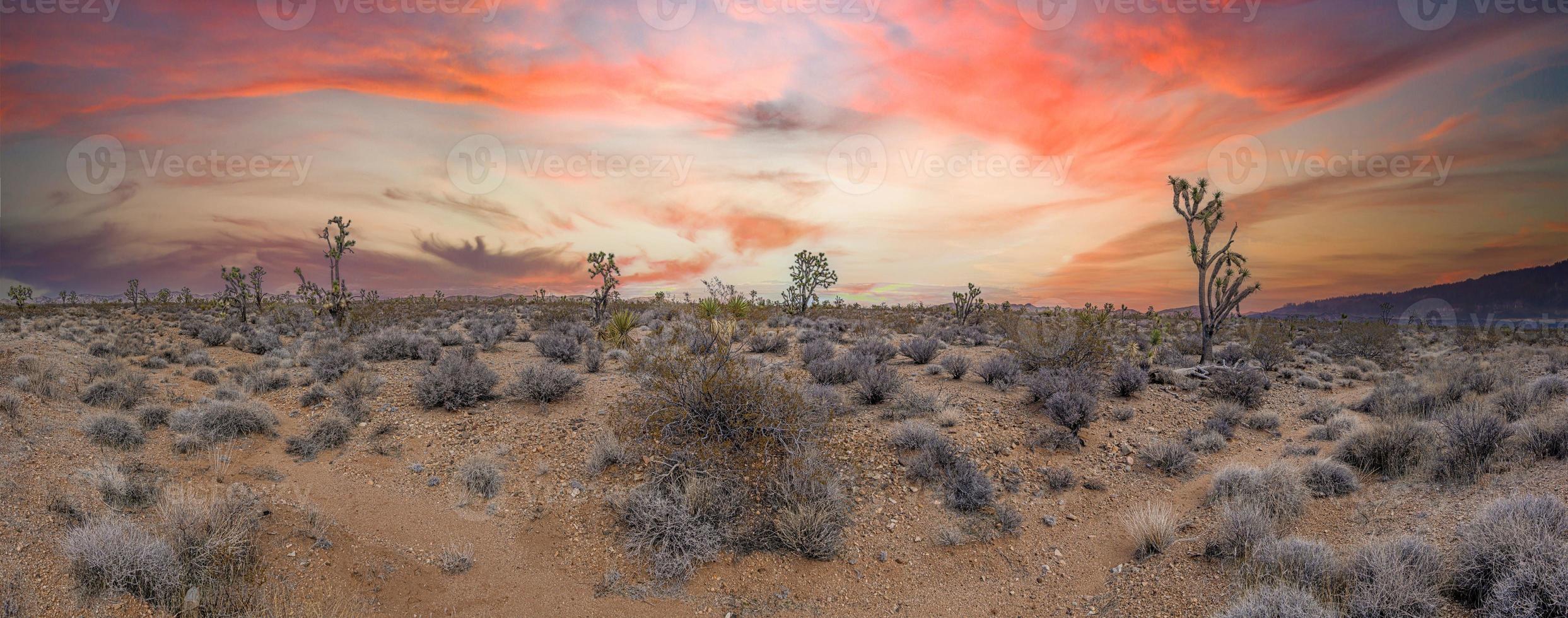 Panoramic image over Southern California desert with cactus trees during sunset photo