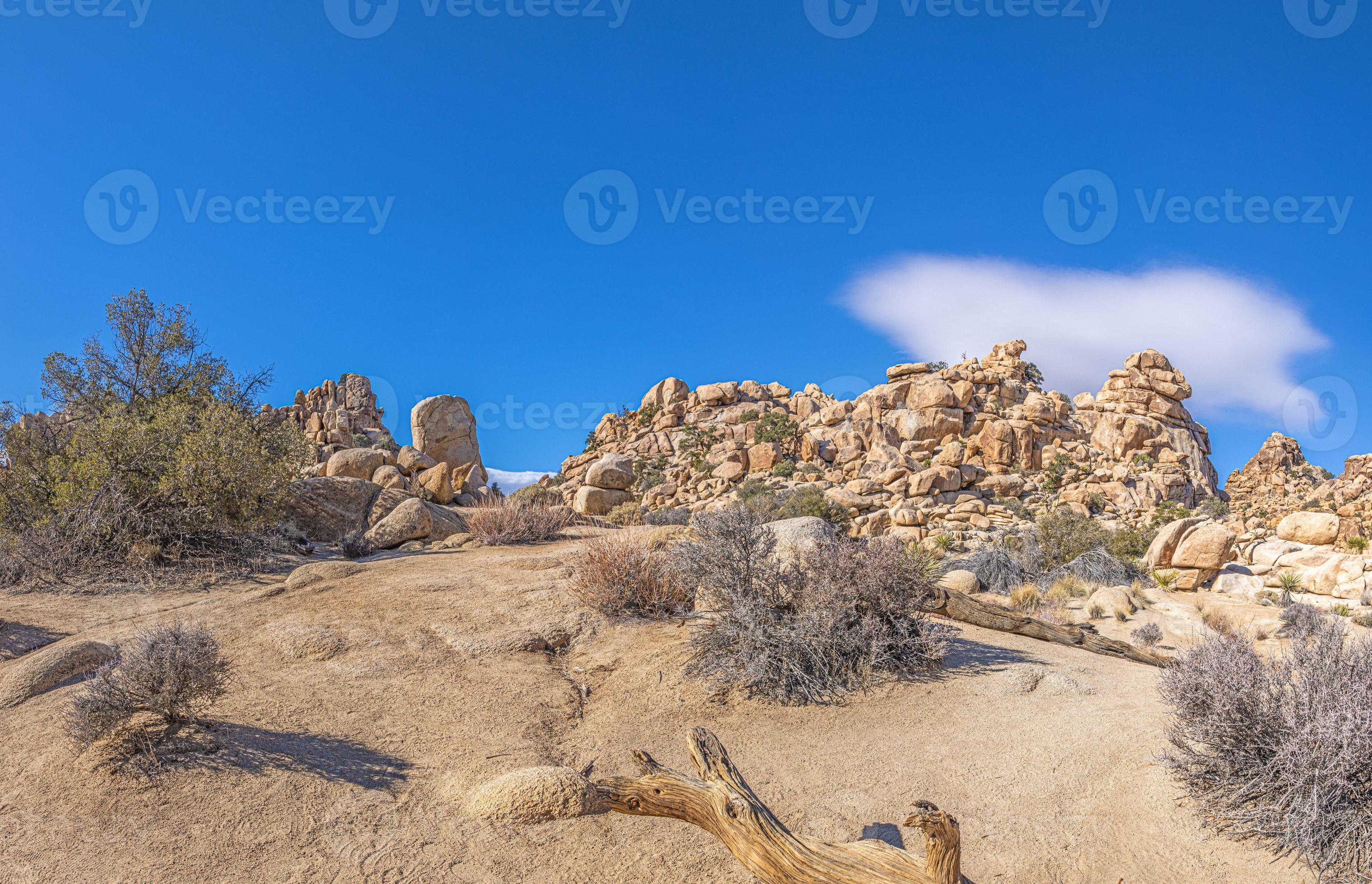 Picture of Yoshua Tree National Park with cactus trees in California