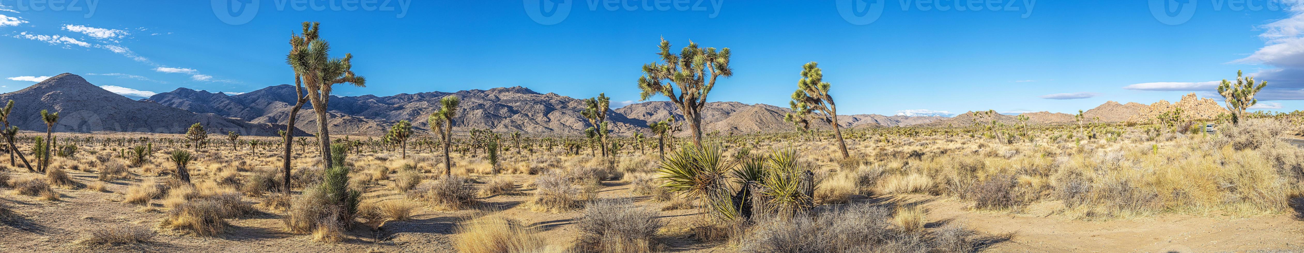 Picture of Yoshua Tree National Park with cactus trees in California during the day photo