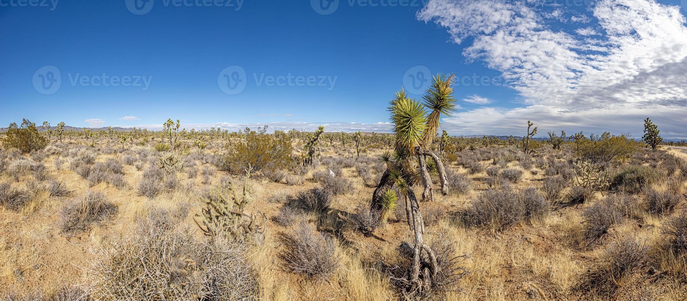 Panoramic image over Southern California desert with cactus trees during daytime photo