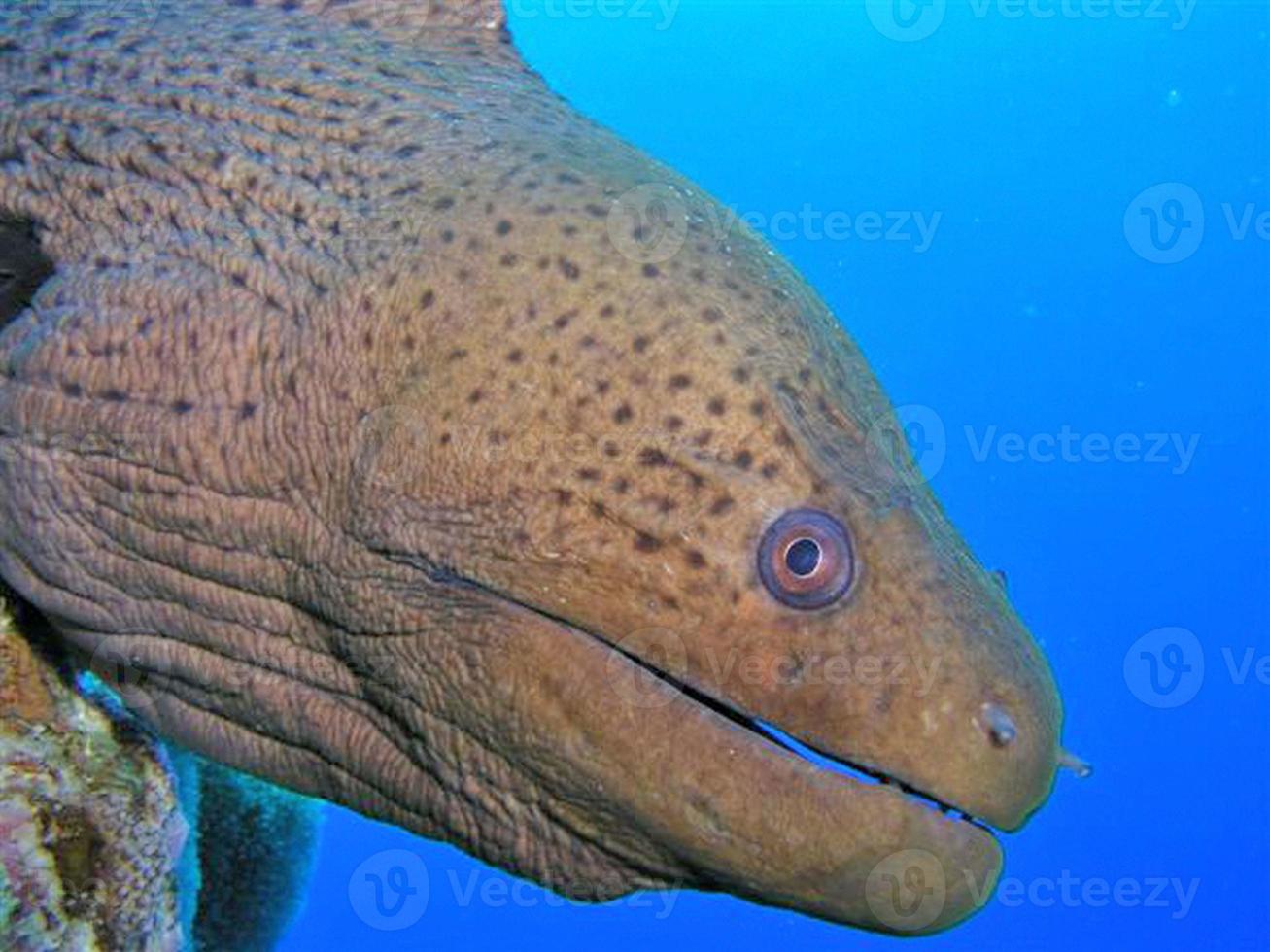 Close up of moray eel in front of deep blue water photo