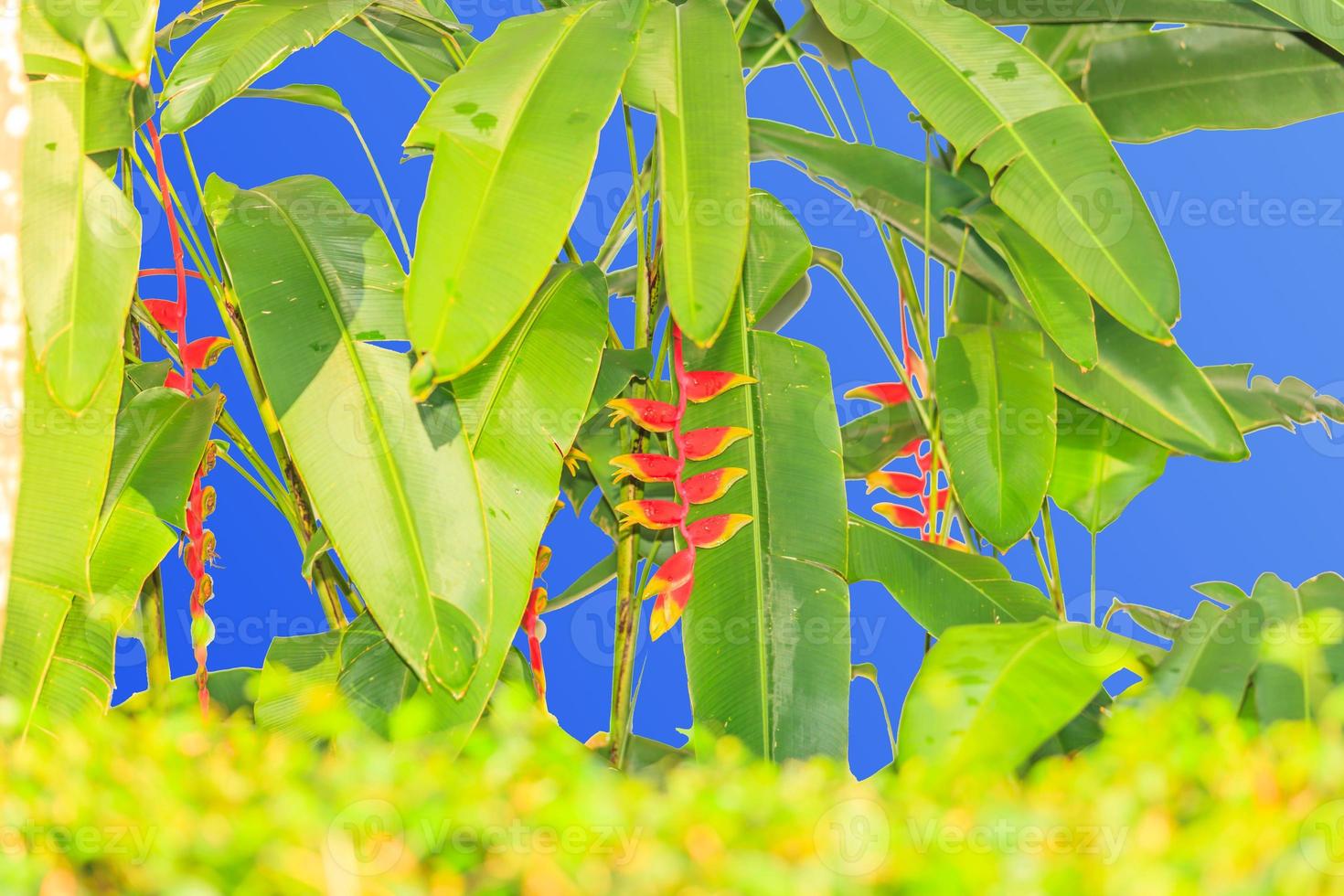 Hilconie with several blossoms against a blue background photo