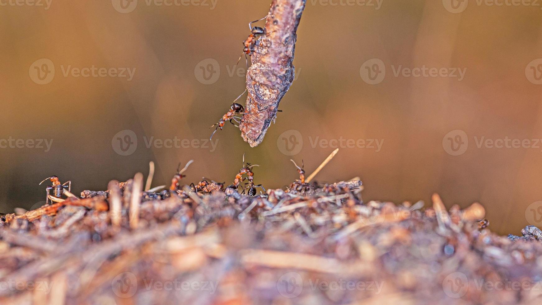 Picture of a group of ants trying to cross a difficult to pass place photo