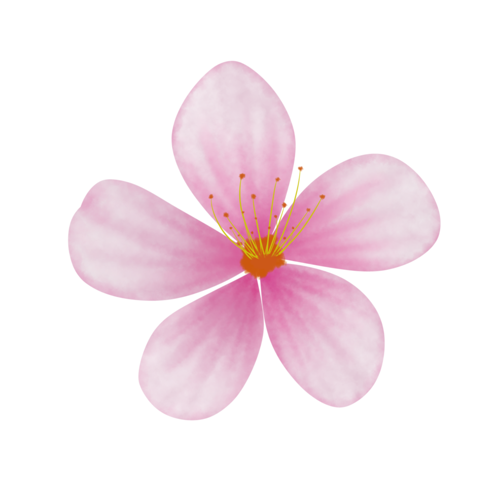 Cherry blossom flower png