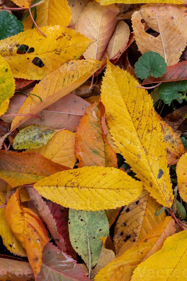 Autumn colorful fallen leaves, top view. Backdrop photo