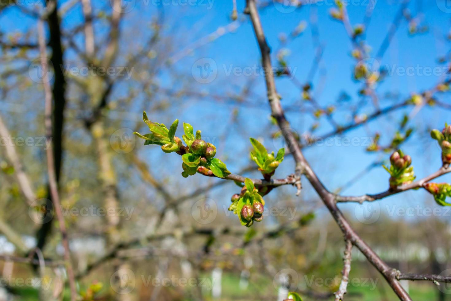 Thin branches of cherry with flower buds photo