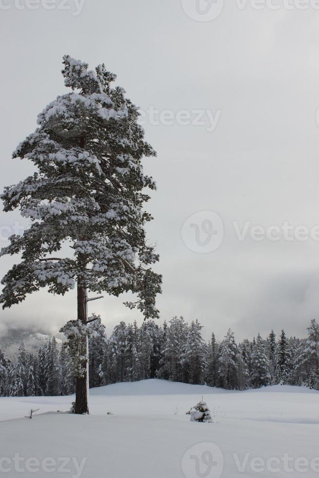 Nice sunny winter day with a lot of snow, forest and mountains near Hemsedal in Norway,landscape with high pine trees and mystical foggy background,image for calendar,wallpaper and brochure usage photo
