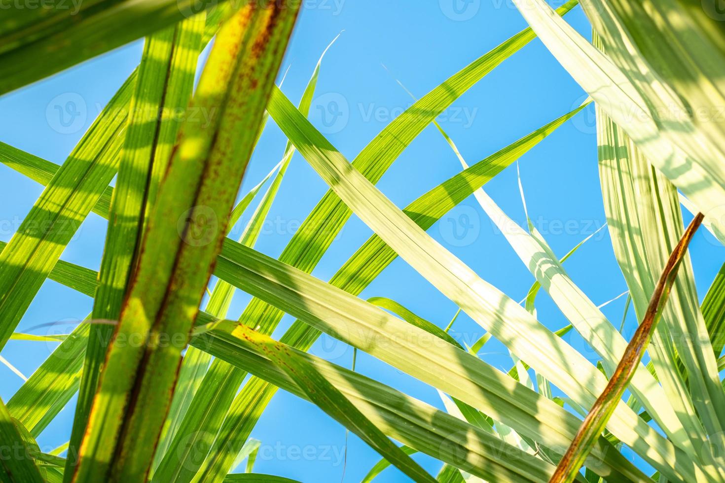 Sugarcane leaf and blue sky background  in sugarcane fields in the rainy season, has greenery and freshness. Shows the fertility of the soil photo