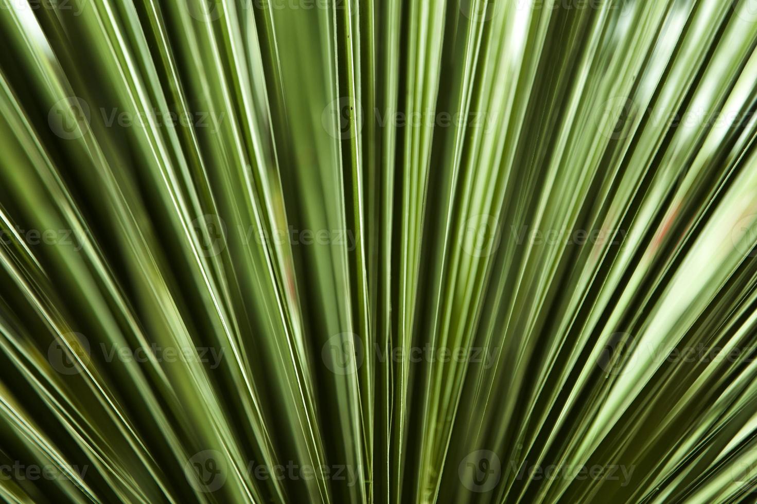 Closeup of the palm leaf photo