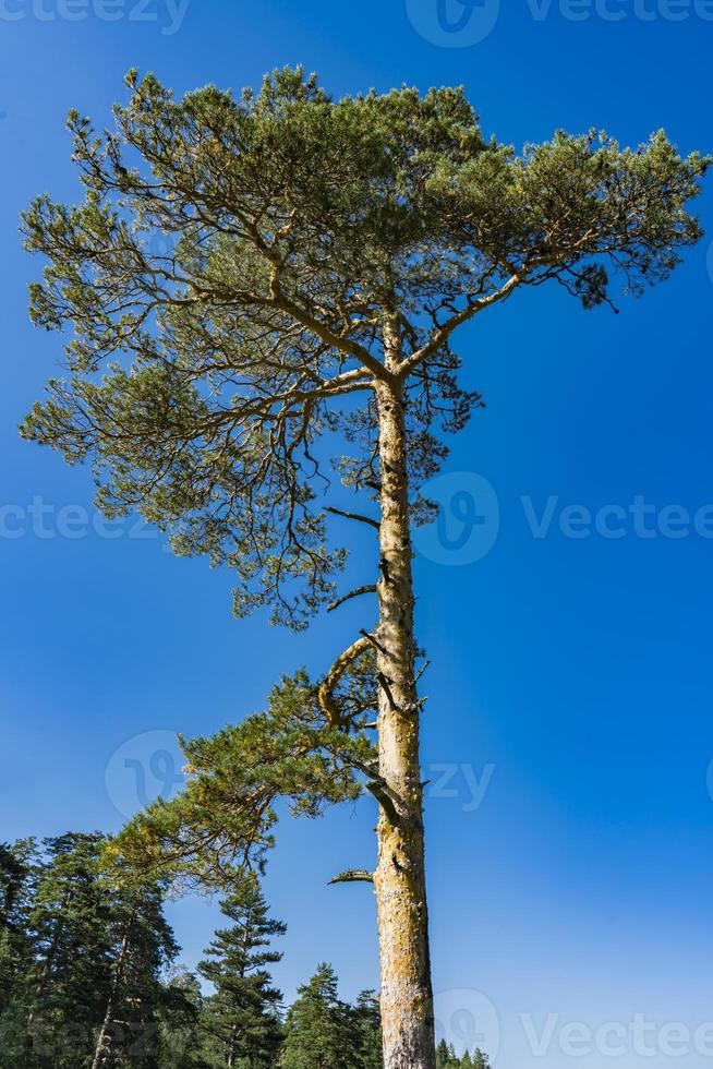 Evergreen trees on the Zlatibor mountain in Serbia photo