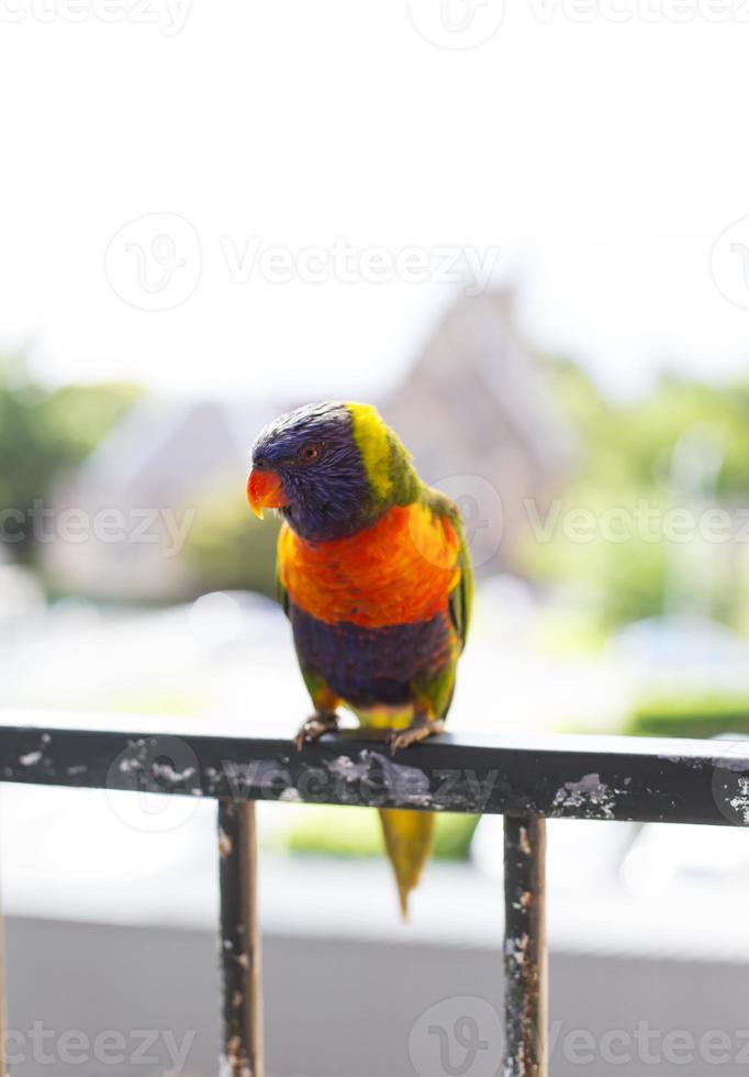 Parrots on fence in Sydney photo