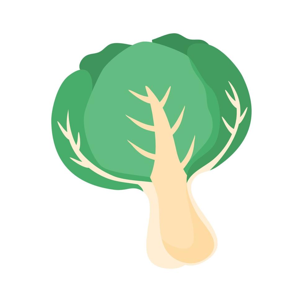 fresh organic lettuce food vector