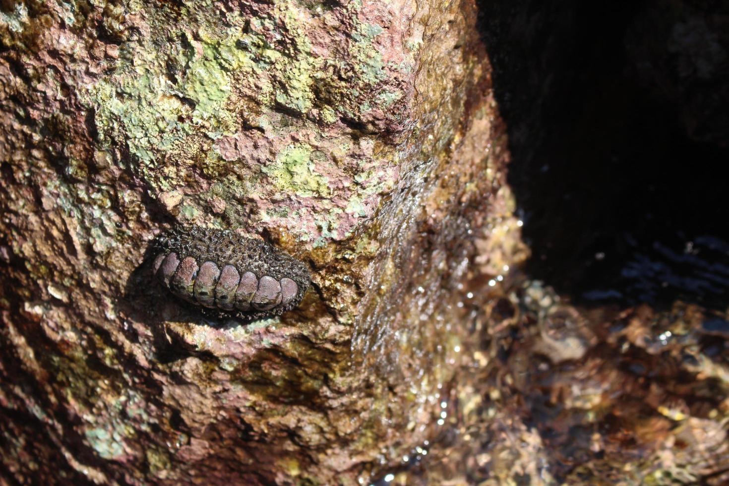 Chiton on the rock in the sea, Polyplacophora photo