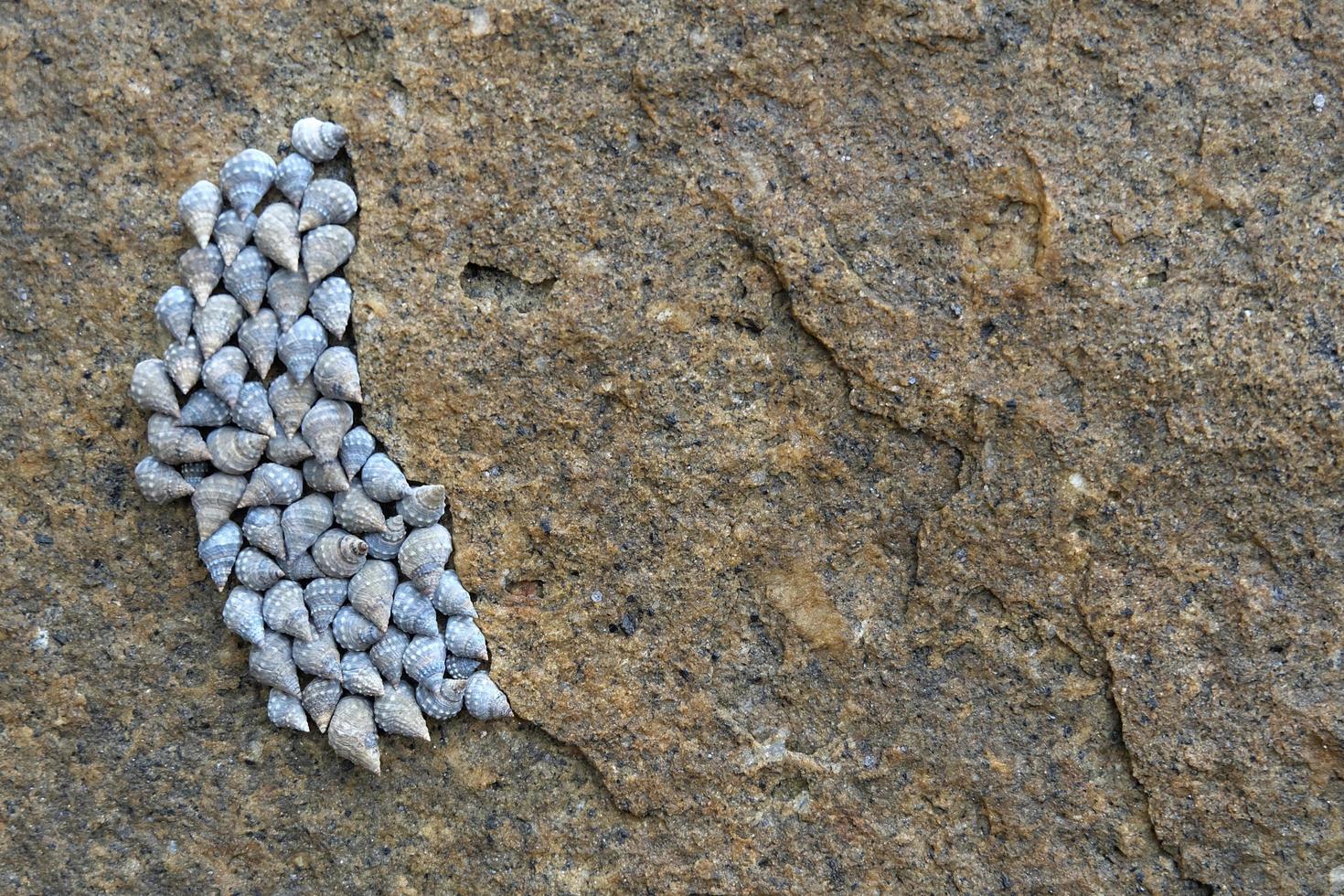 Shell on stone, Stone texture, Stone background photo