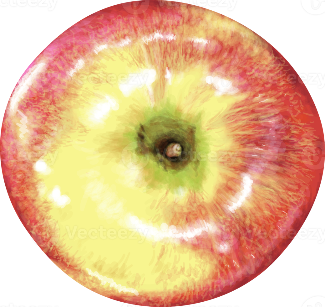 Realistic apple Illustration. png