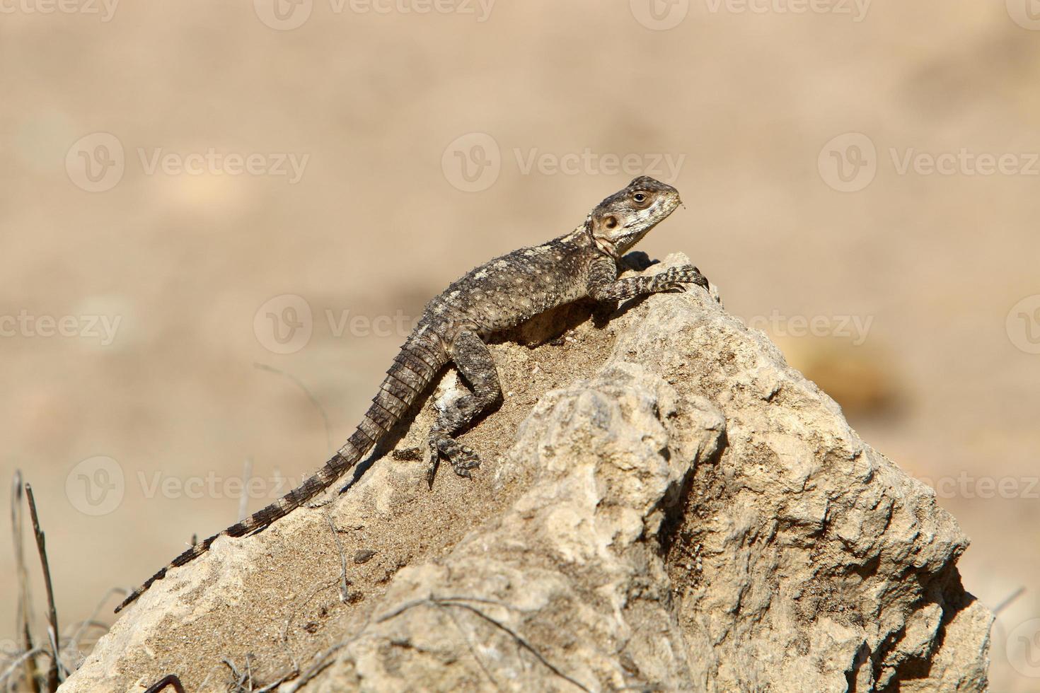 A lizard sits on a stone in a city park. photo