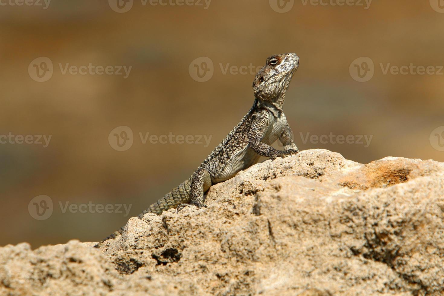 A lizard sits on a stone in a city park. photo