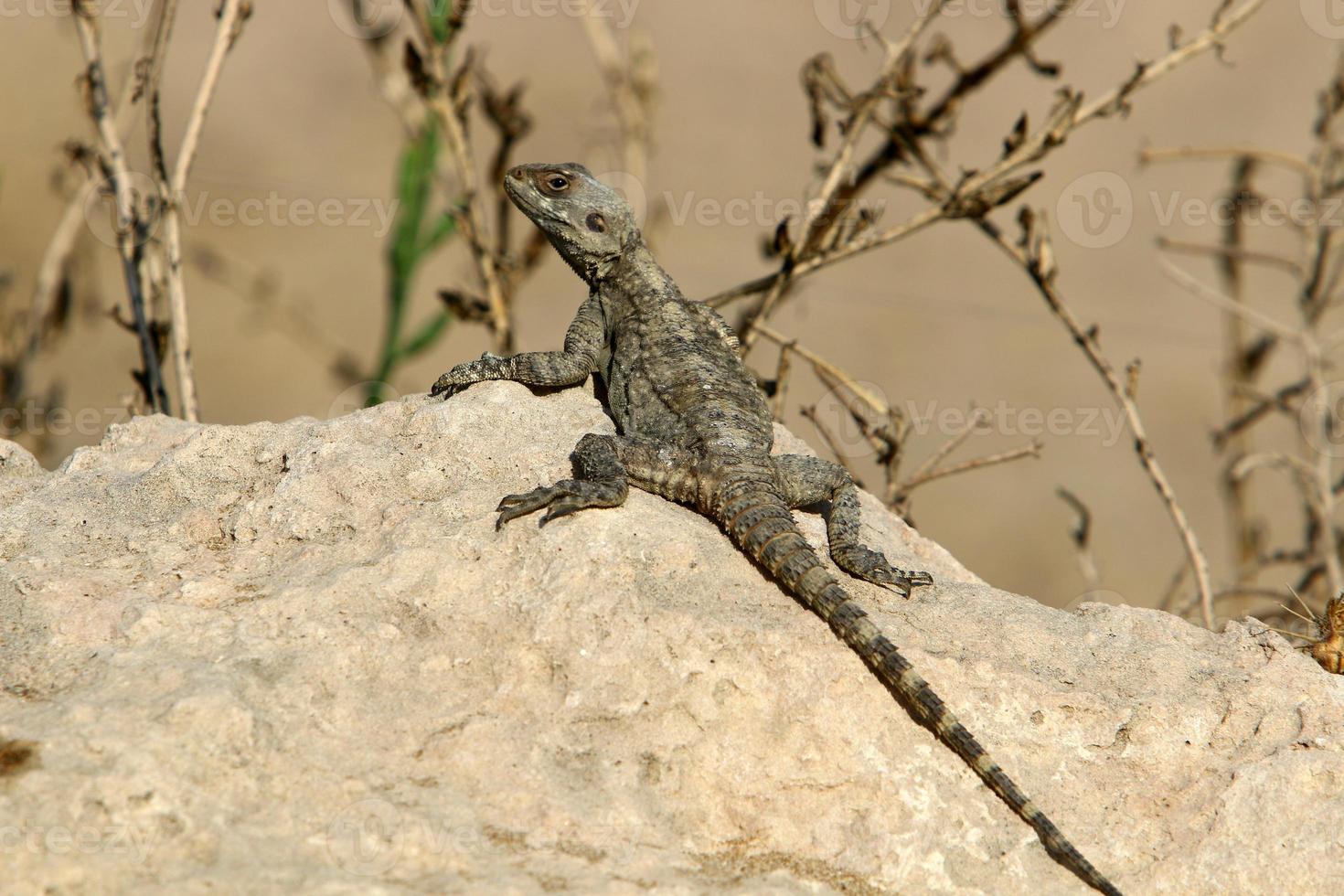 A lizard sits on a stone in a city park. photo