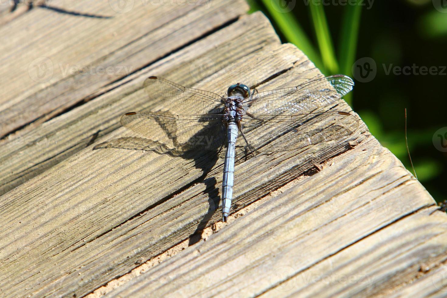 Flying insect dragonfly in the city park. photo