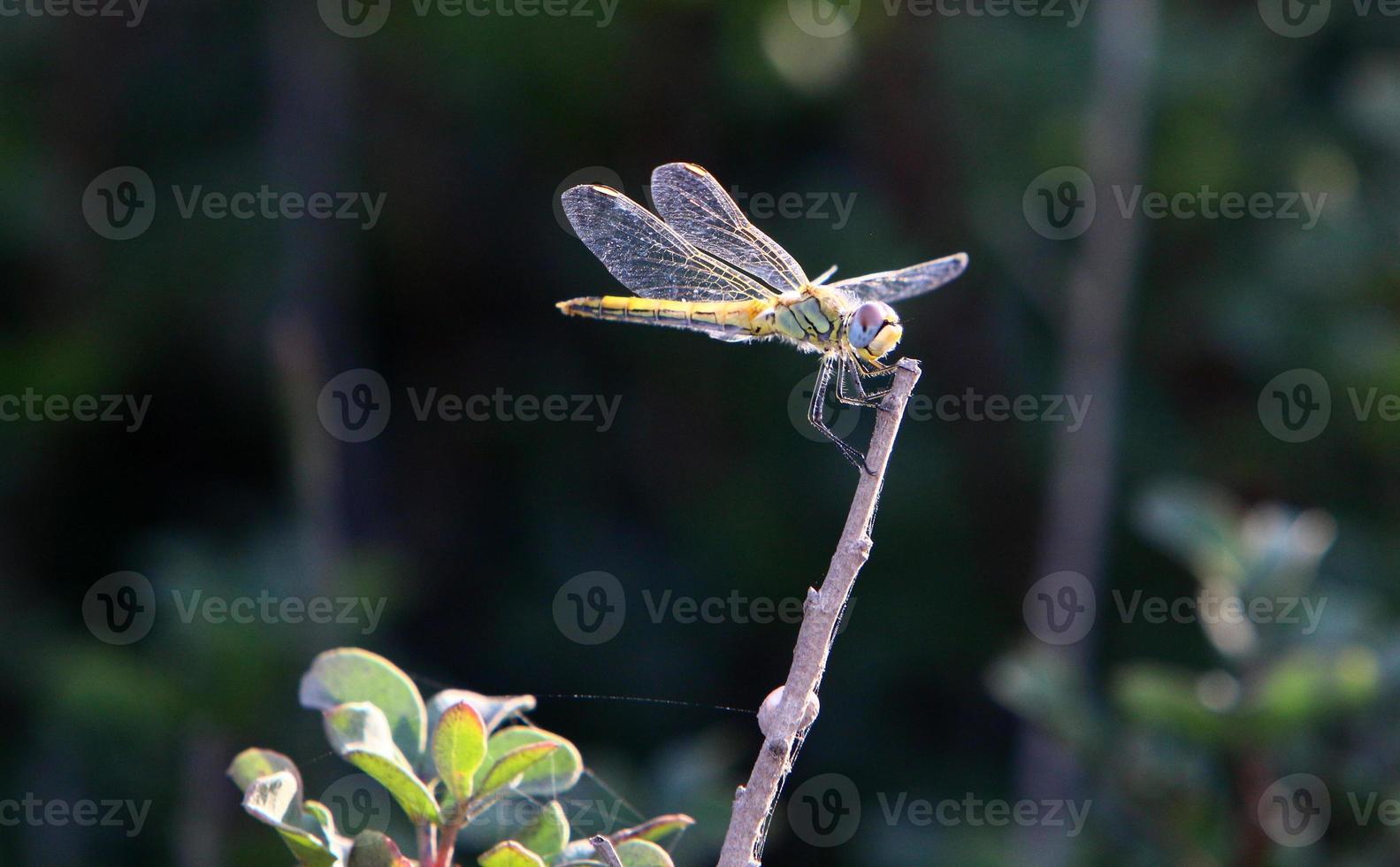 Flying insect dragonfly in the city park. photo