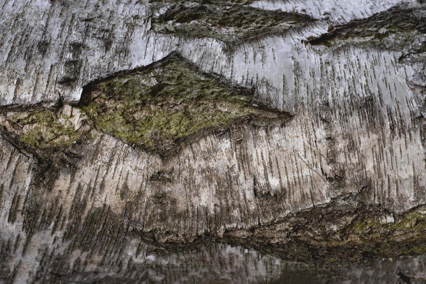 fondo natural abstracto. hermosa textura de árbol. primer plano de los elementos de la naturaleza. foto