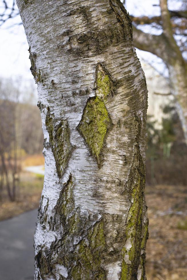 Close-up of the tree surface. Beauty of the nature. photo