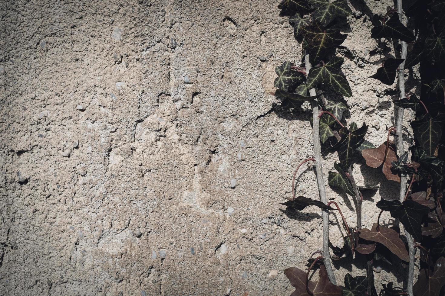 Weathered concrete surface with plant. photo