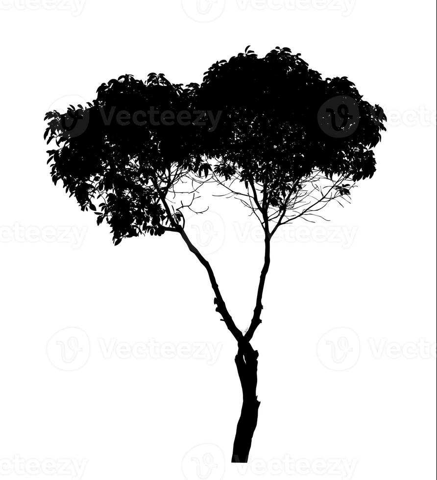 Silhouette tree brush design on white background, illustrations brush brush from real tree with clipping path and alpha channel photo