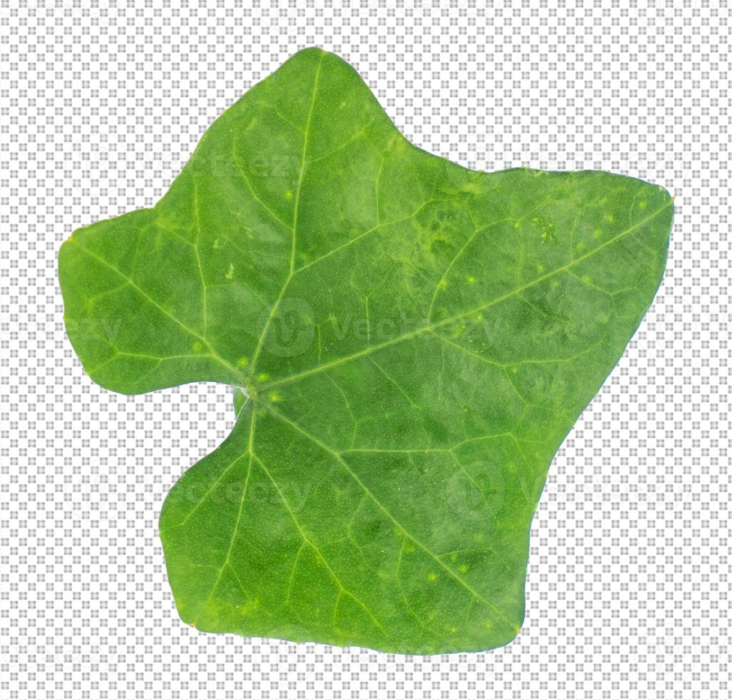 leaves on transparent background photo
