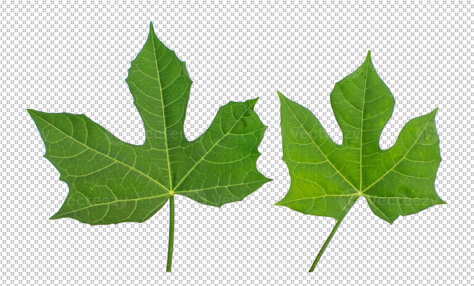 leaves on transparent background photo