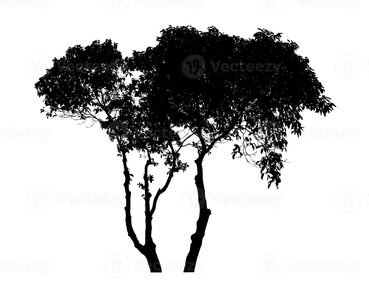 Silhouette tree brush design on white background, illustrations brush brush from real tree with clipping path and alpha channel photo