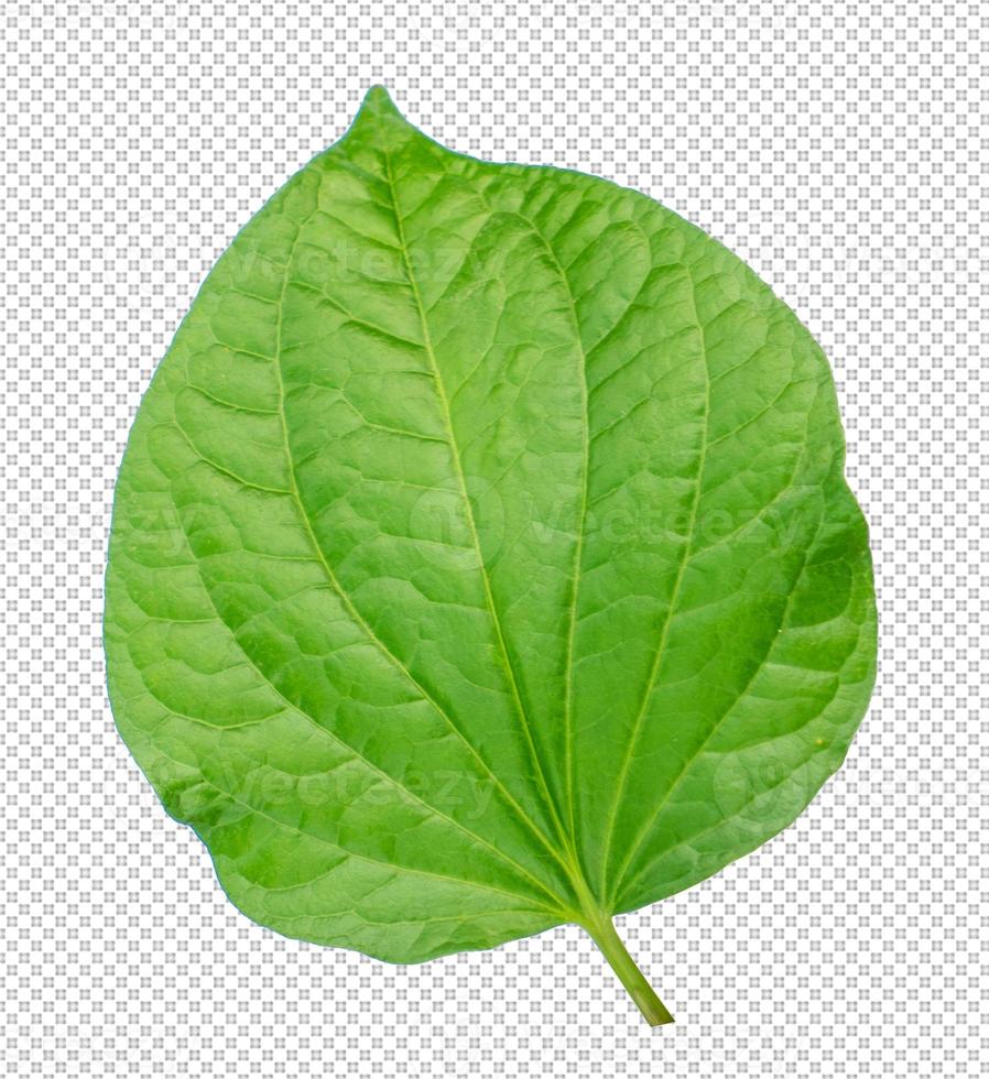 leaves on transparent background photo