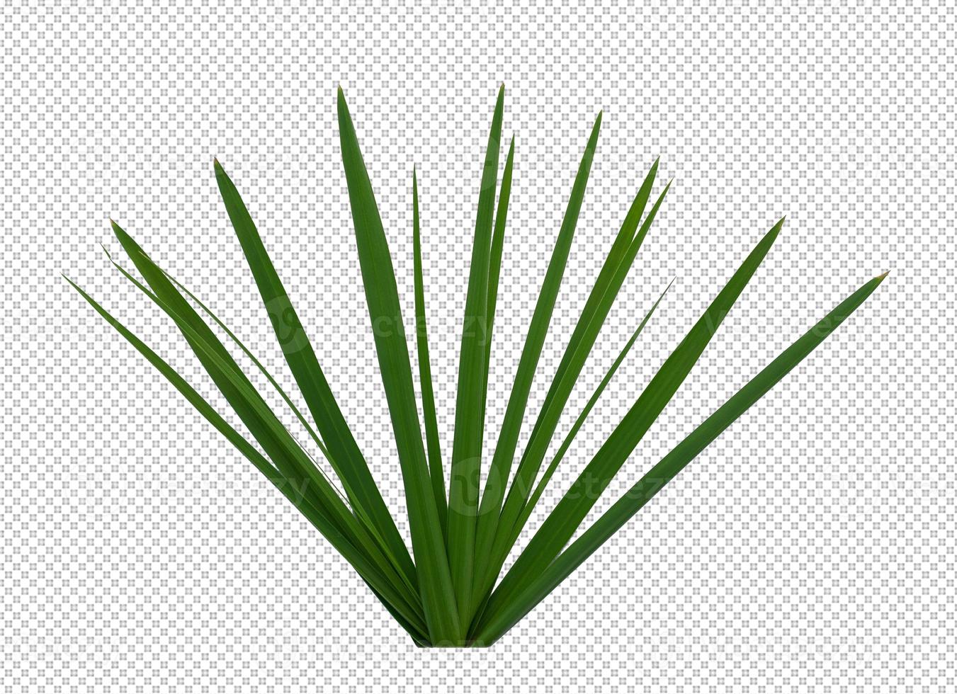 grass on a transparent background photo