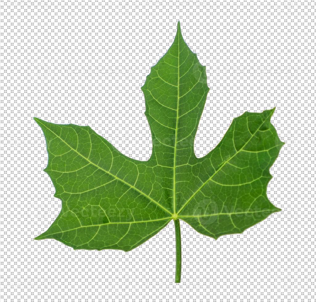 leaves on transparent background photo