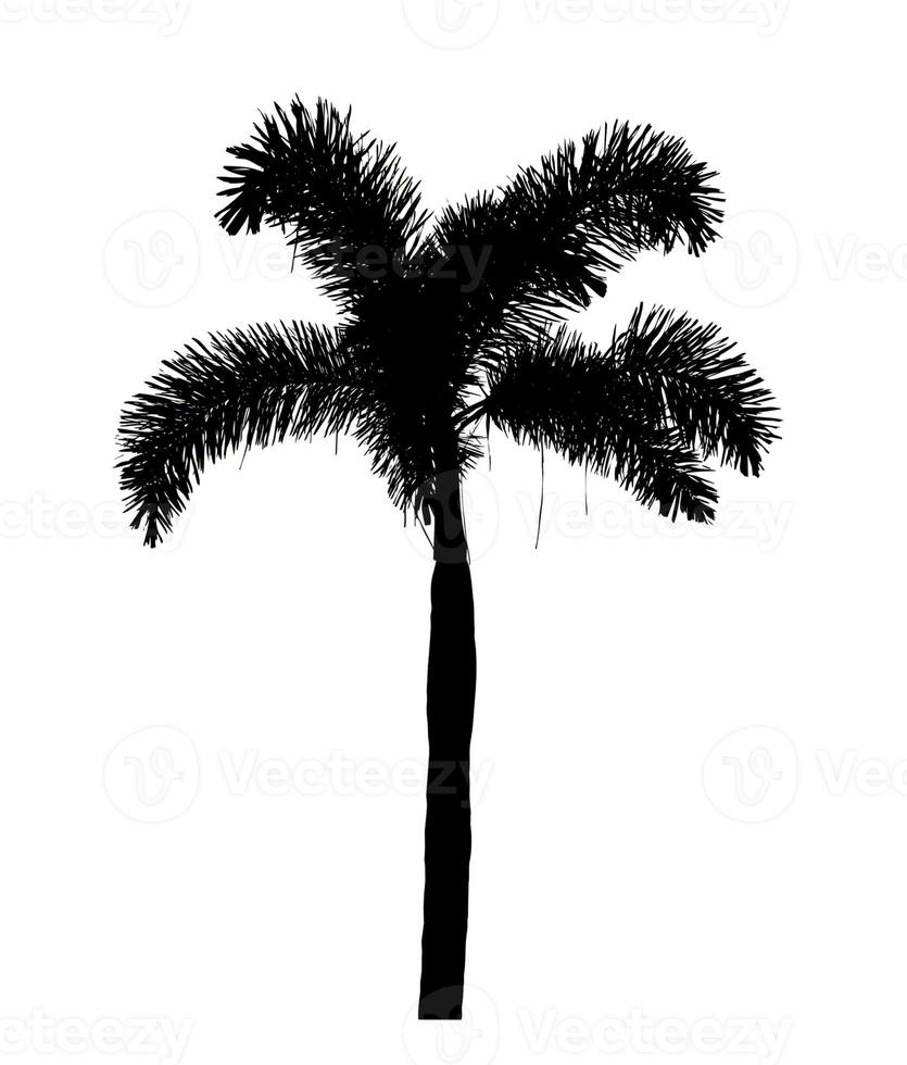 Silhouette palm tree brush design on white background, illustrations brush brush from real tree with clipping path and alpha channel photo