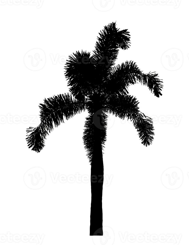 Silhouette palm tree brush design on white background, illustrations brush brush from real tree with clipping path and alpha channel photo